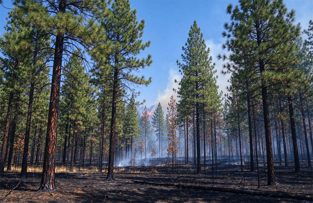 Clear blue sky after a wildfire with green pine forest and smoke in the distance for bulk orders, multiple sizes available